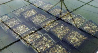 Quel nom donne-t-on à l'élevage des coquillages ?