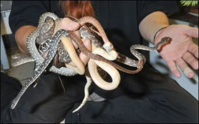 Quel nom donne-t-on à l'élevage des serpents ?