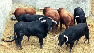 Quel nom donne-t-on à l'élevage des taureaux de combats ?