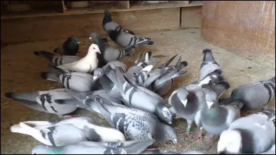 Quel nom donne-t-on à l'élevage des pigeons ?