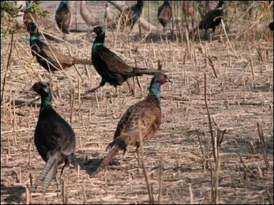Quel nom donne-t-on à l'élevage des faisans ?