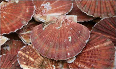 Quel nom donne-t-on à l'élevage des coquilles Saint-Jacques ?