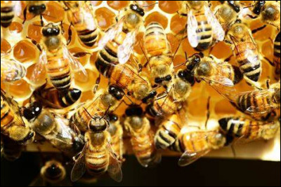 Quel nom donne-t-on à l'élevage des abeilles ?