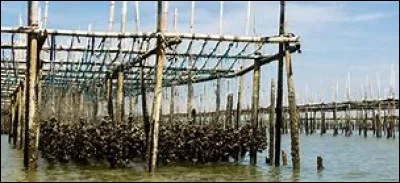 Quel nom donne-t-on à l'élevage des huîtres ?