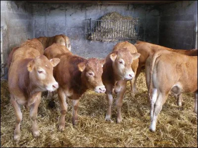 Quel nom donne-t-on à l'élevage des veaux ?