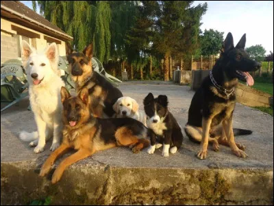 Quel nom donne-t-on à l'élevage des chiens ?