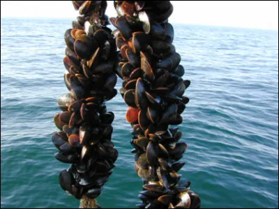 Quel nom donne-t-on à l'élevage des moules ?