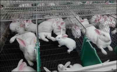 Quel nom donne-t-on à l'élevage des lapins ?