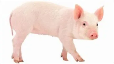 Ton animal préféré est :