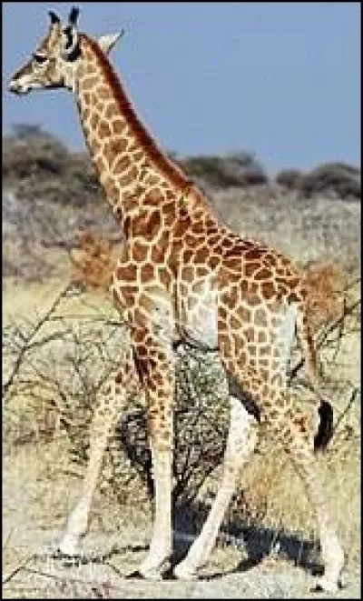 De quelle couleur la langue de la girafe est-elle ?