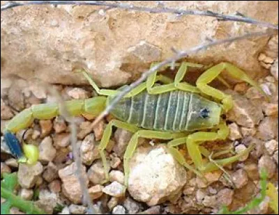 Quel est cette animal ?