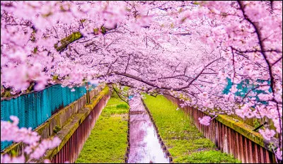La fête des fleurs a lieu le 8 avril au Japon.