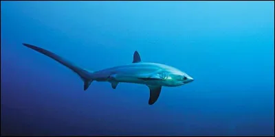 Et nous voici arrivés à la dernière question !
Comment le requin de la question précédente, également représenté sur la photo ci-dessus, fait-il pour attraper ses proies ?