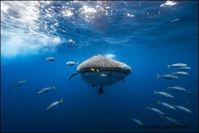 Et quelle est cette espèce-ci ?