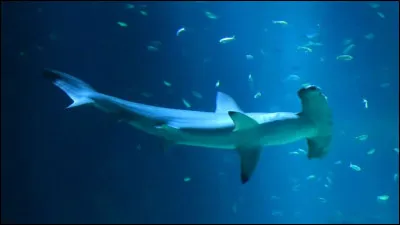 Probablement la question la plus simple du quiz ! Quel est ce requin-ci et pourquoi est-il si spécial ?
