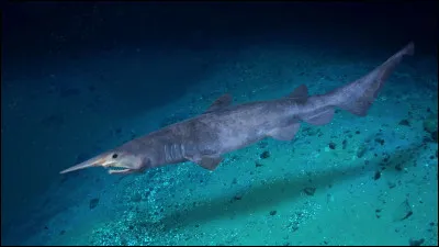 Comment pourrait-on décrire le requin-lutin ?