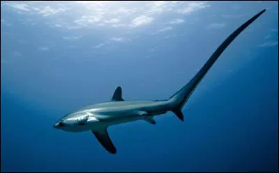 Quelle est cette espèce de requin ?