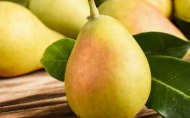 Quiz Fruits