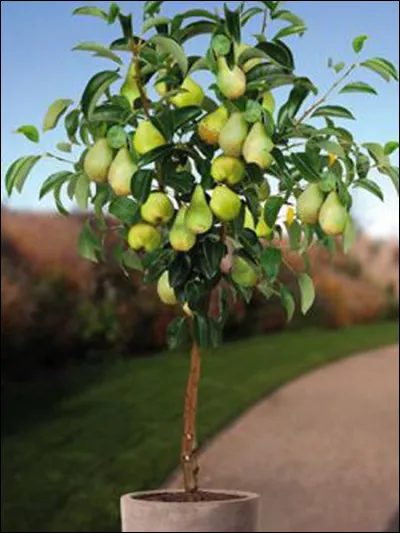 Le poirier, arbre d'où poussent les poires fait partie de la famille des :