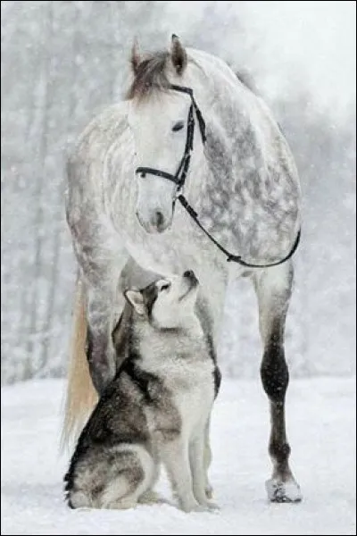 Dans la nature, les chevaux vivent en groupe.