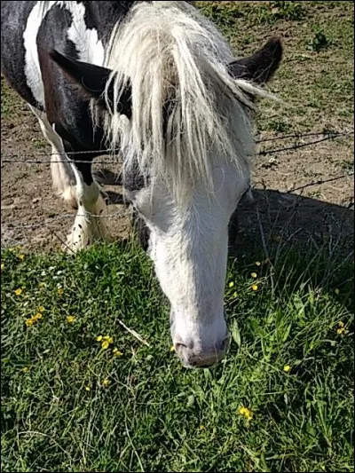 Il faut curer les sabots de ton cheval avant et après le travail.