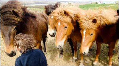 Le cheval islandais a 5 allures différentes.