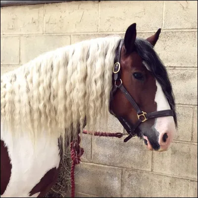 Ce cheval est alezan clair.