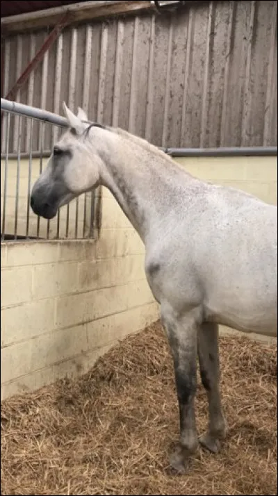 Le cheval boit environ 40-50 litres d'eau par jour.