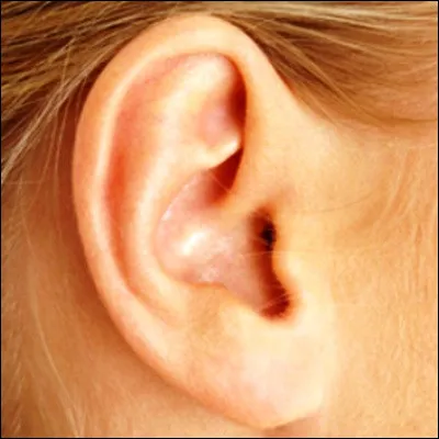 Chez l'homme, qu'est-ce qui sépare l'oreille externe de l'oreille moyenne ?