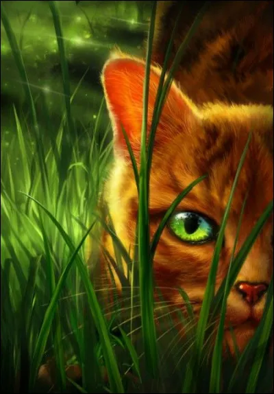 Quel était le nom de Étoile de Feu lorsqu'il était encore un chat domestique ?