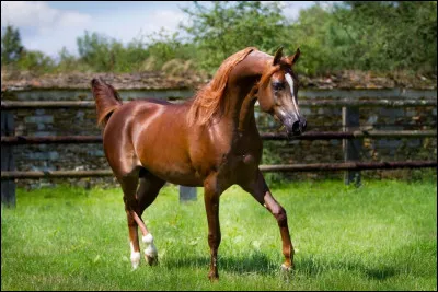 À quelle allure est ce cheval ?