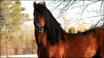 De quelle couleur est sa peau ?