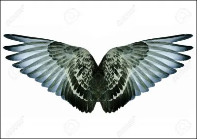 À quoi servent les ailes de l'oiseau ?