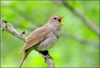 Avec quoi respirent les oiseaux ?