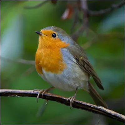 Les oiseaux ont le sang...