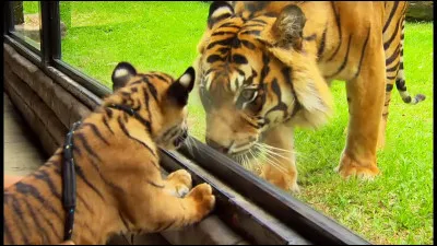 Vous êtes dans un zoo, soudain un tigre s'échappe, quelle est votre réaction ?