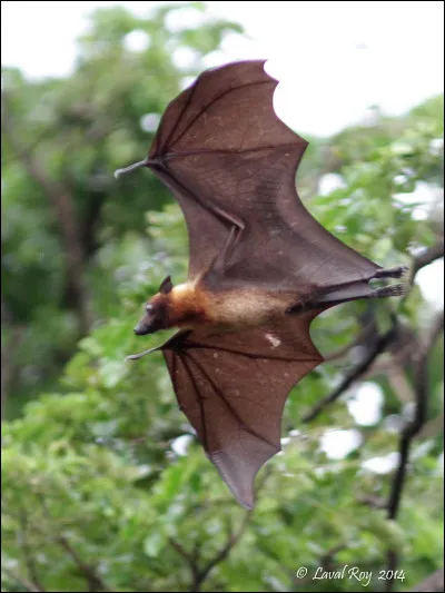 Une chauve-souris vous mord, quelle est votre réaction ?