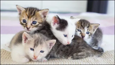 Combien y a-t-il de chatons ?