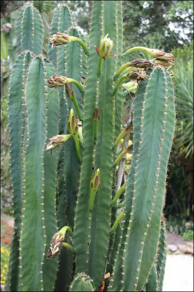 À qui donne-t-on un denier à Dieu ?