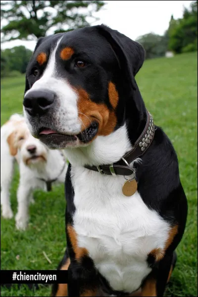 Quelle race est-ce ?