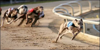 Comment se nomment-elles ?