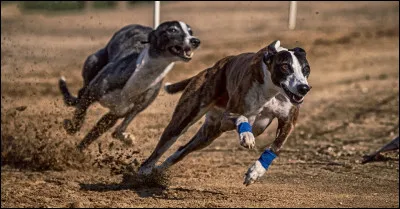 En France, la première course est organisée en...
