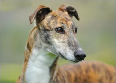 Quelles races sont les plus rapides sur le champ de course ?