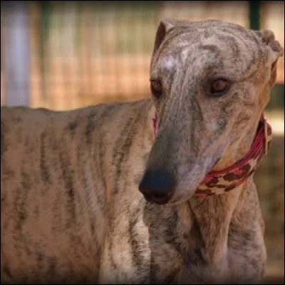 Toujours en Espagne, comment sont traités les chiens ?