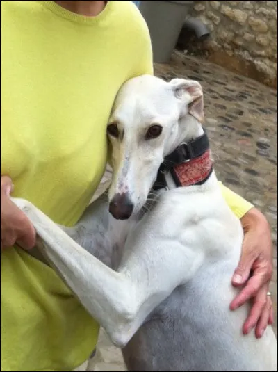 Là-bas, en 55 ans, combien de chiens ont été tués ?