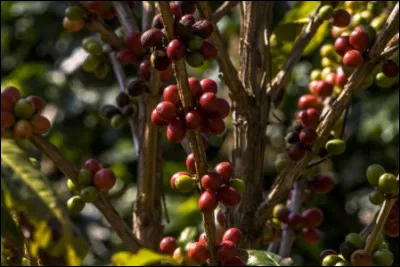Quel est le pays d'Amérique du Sud qui produit le plus de café au monde ?