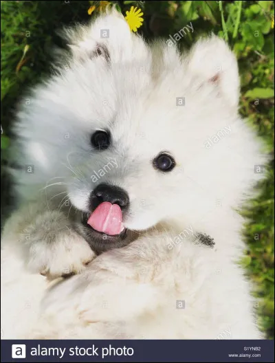 On vous offre un chiot.