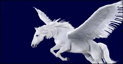 Pourquoi les chevaux n'ont-ils pas d'ailes ?