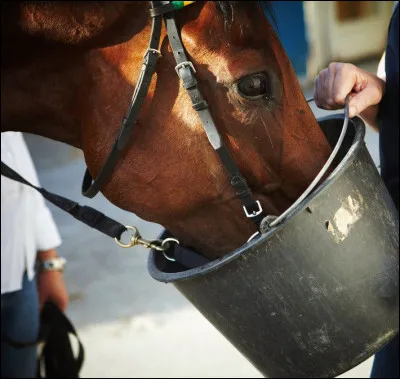 Pourquoi ne faut-il pas donner trop d'avoine aux chevaux ?