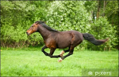 Quand un cheval court tr&egrave;s vite, on dit :